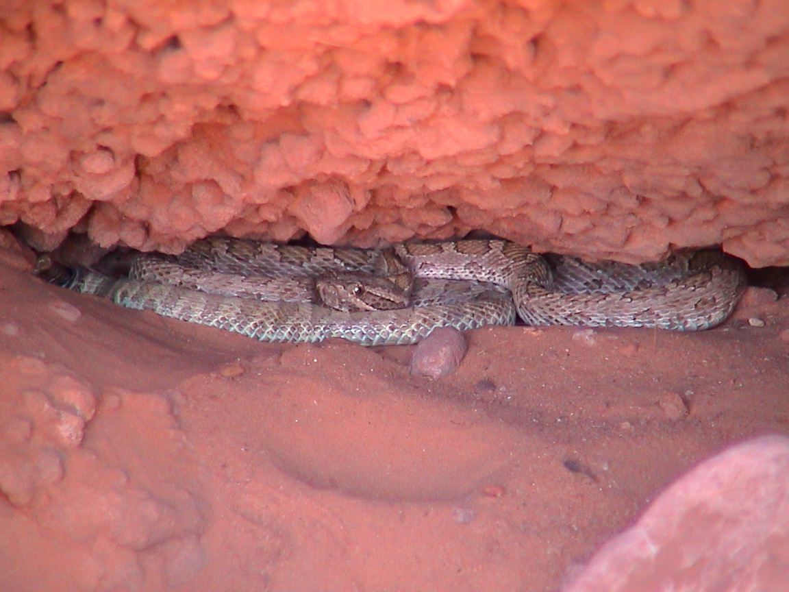 19 Antelope Canyon   Faune